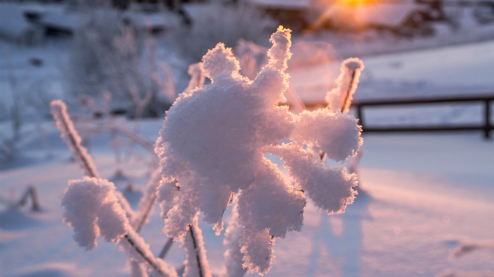 Photo #3725748