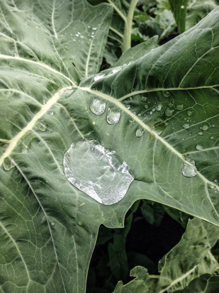 Photograph by Полина Синельникова