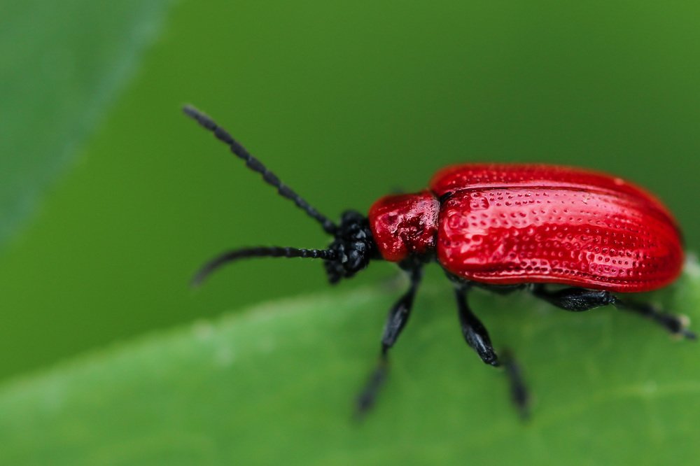 Photograph by Наталья Гайдукевич