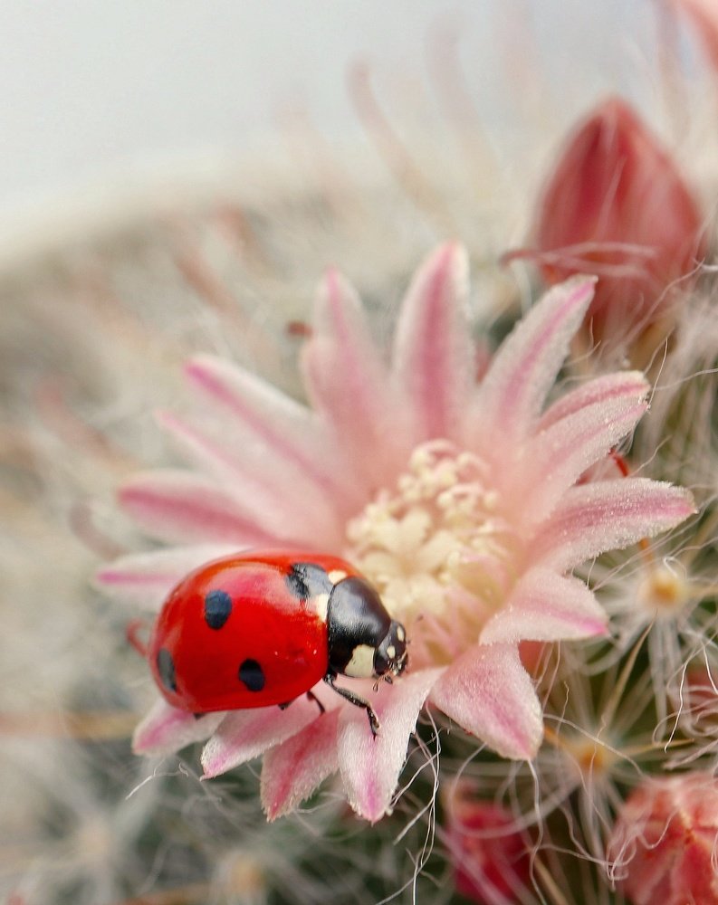 Photograph by Ирина Корабельникова