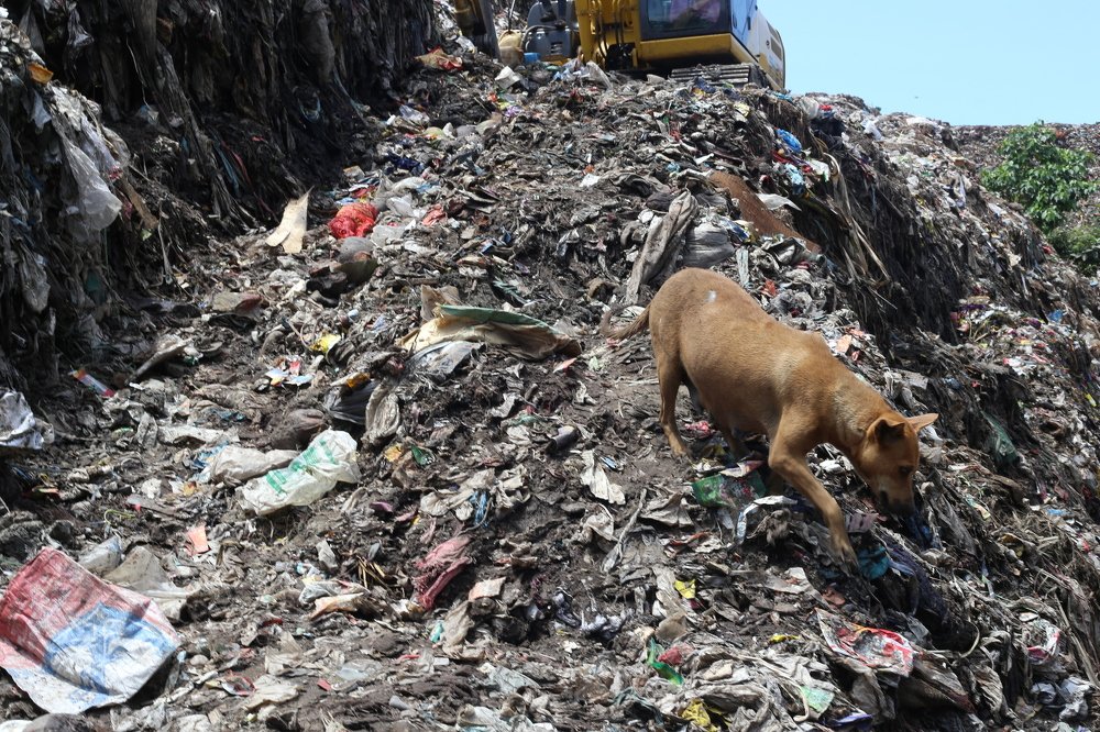 Dog In The Cracked Wall