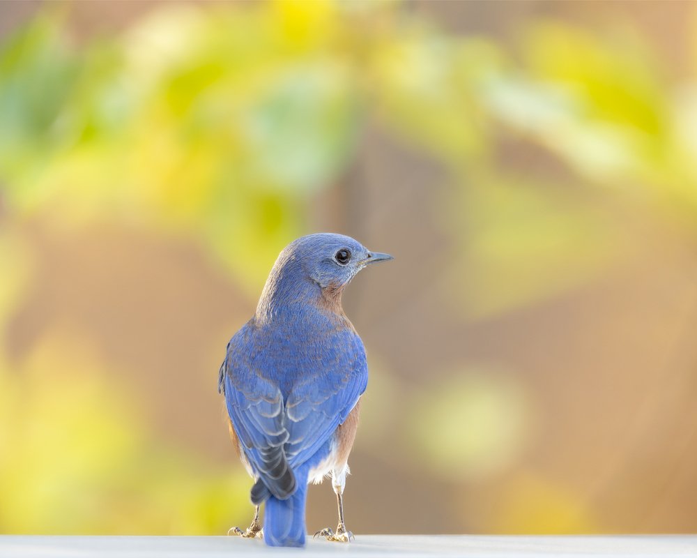 Photograph by Cindy Jones