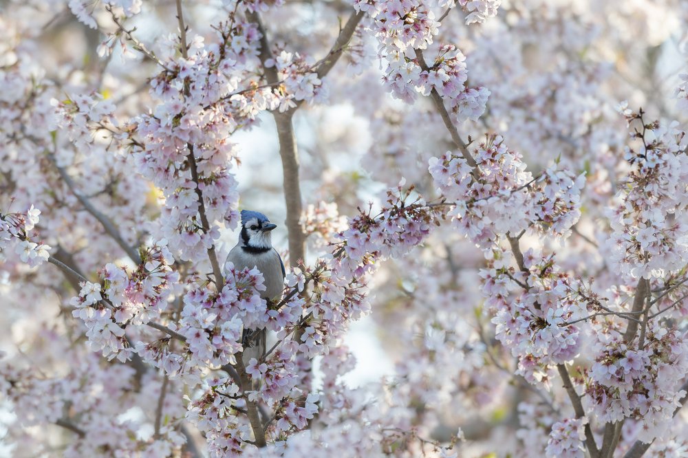 Photograph by Cindy Jones