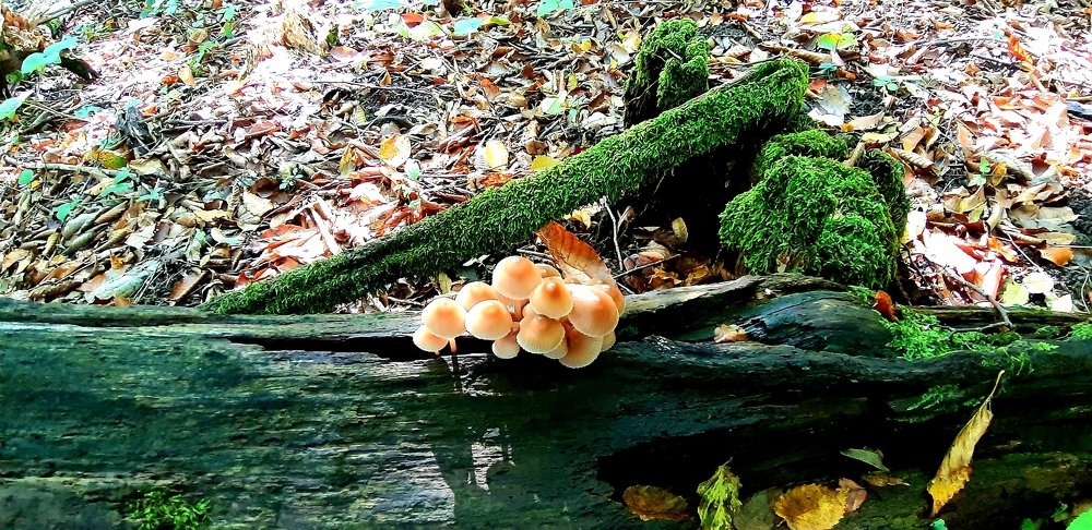 Photograph by Ольга Рубан