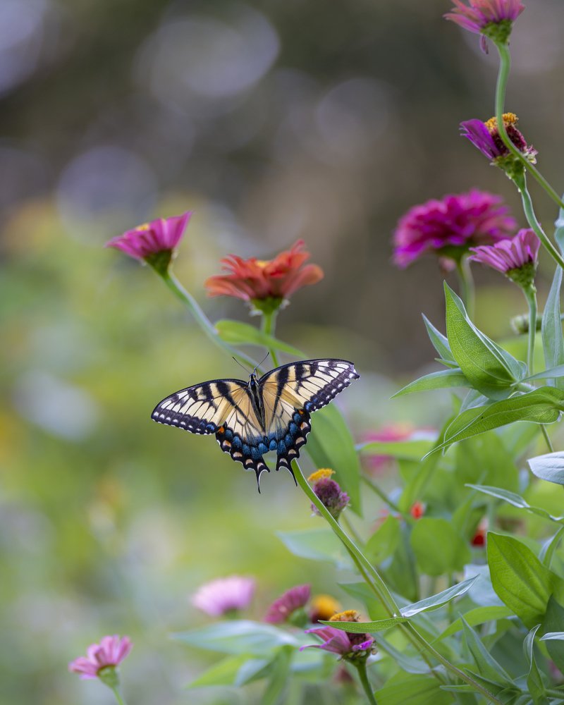 Photograph by Cindy Jones