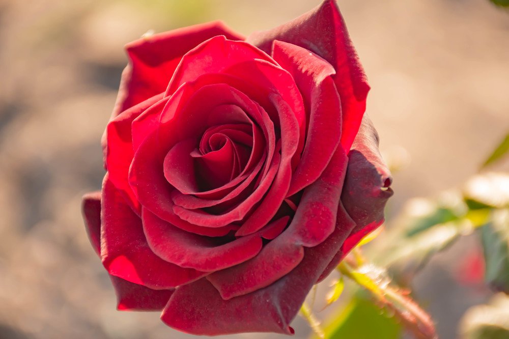 Photograph by Елена Прохорова