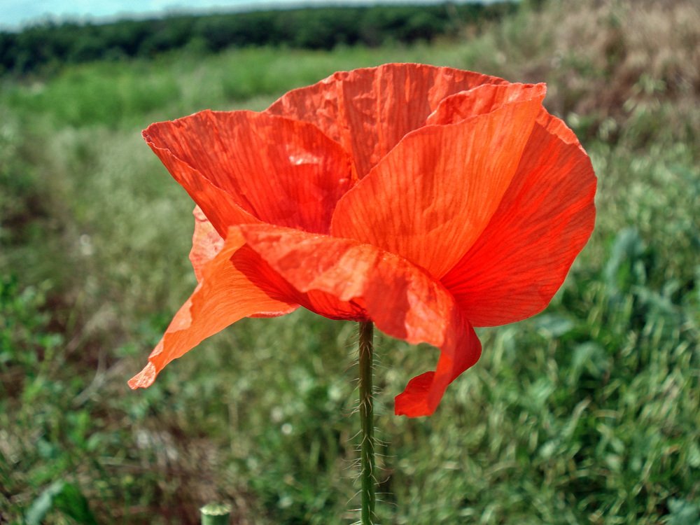 Photograph by София Гавриловна Вотякова