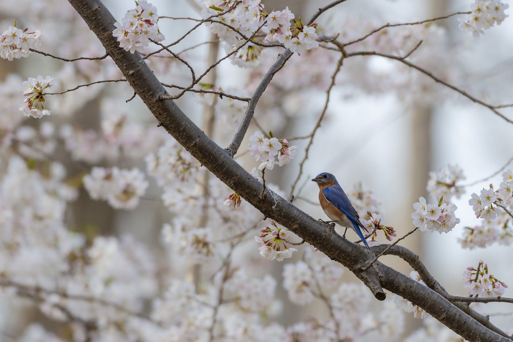 Birds in Cherry Trees in the Springtime in Maryland