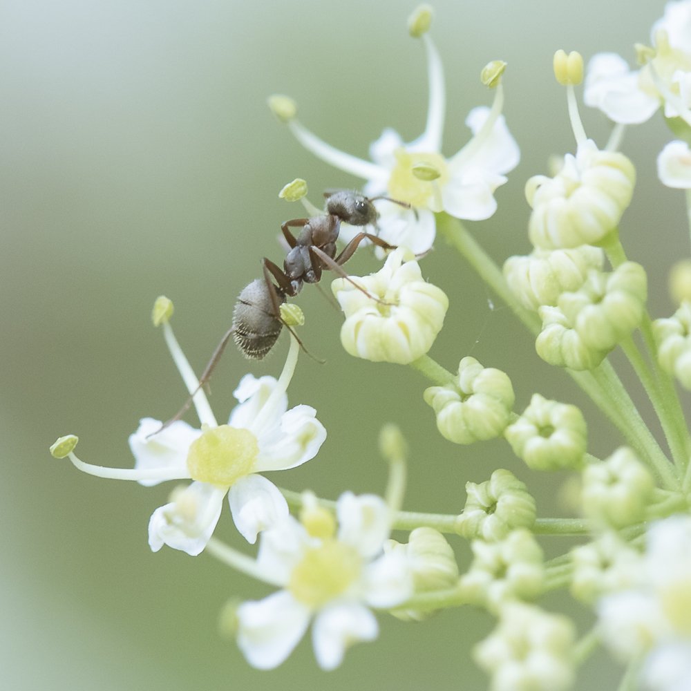 Фотография автора stoyan pavlov
