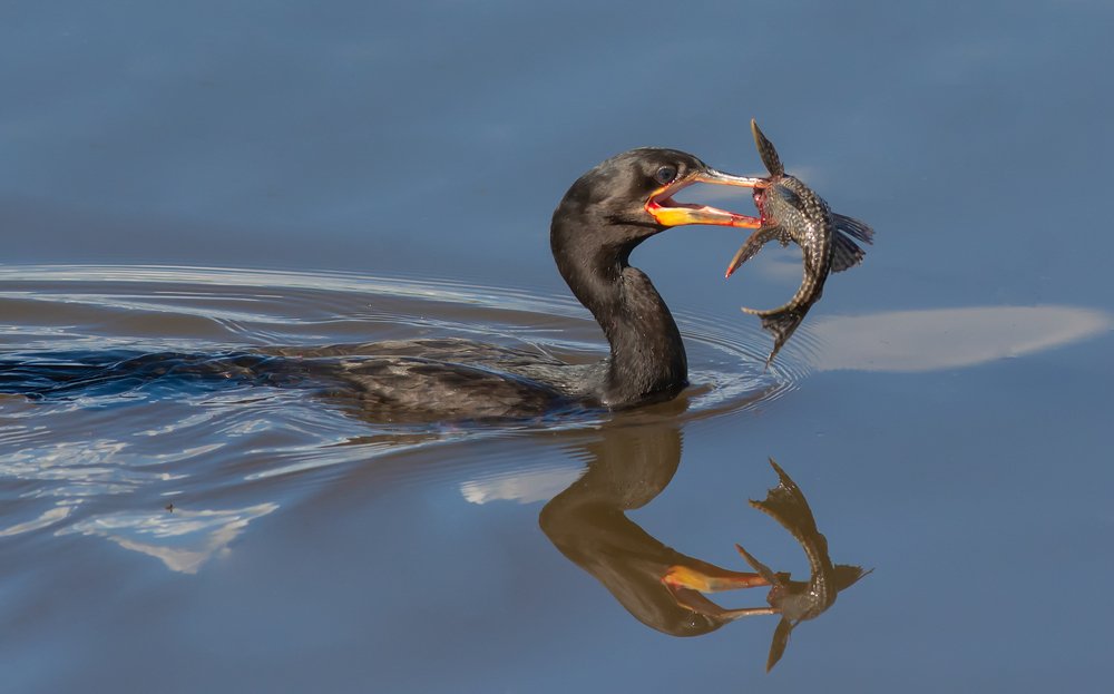 Cormorant