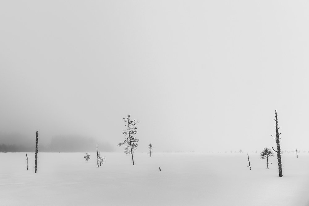 Photograph by Крицак Ольга