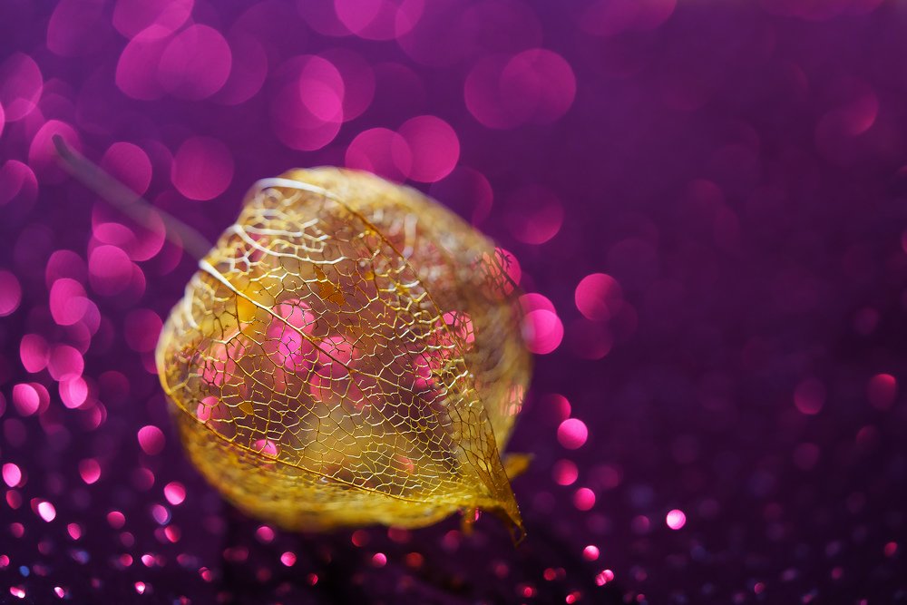 Золотая клетка осени