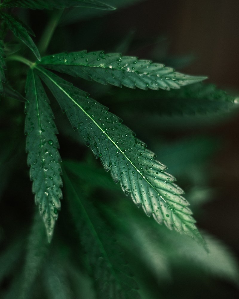 Photograph by Julia Bright