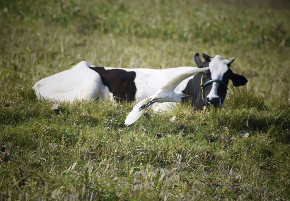 Photograph by  Asamanj Maiti
