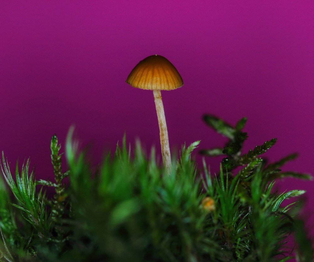 Photograph by 