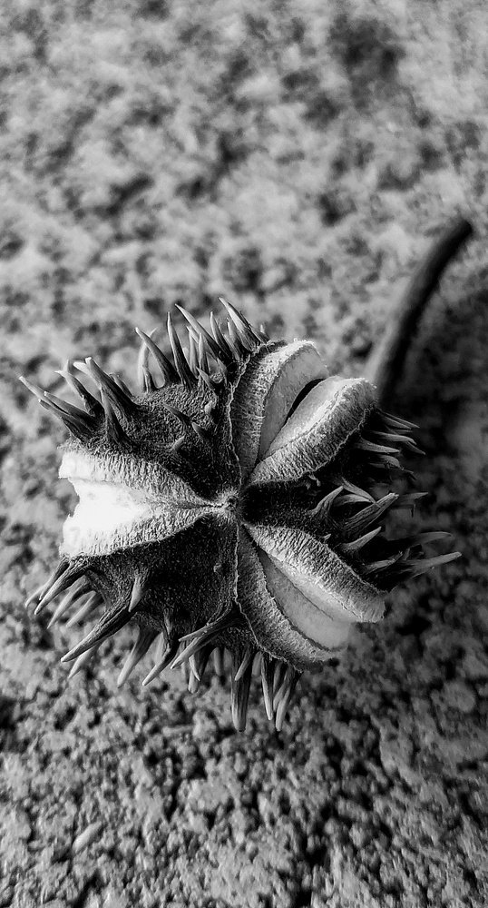 Фотография автора Наталья Алексеева