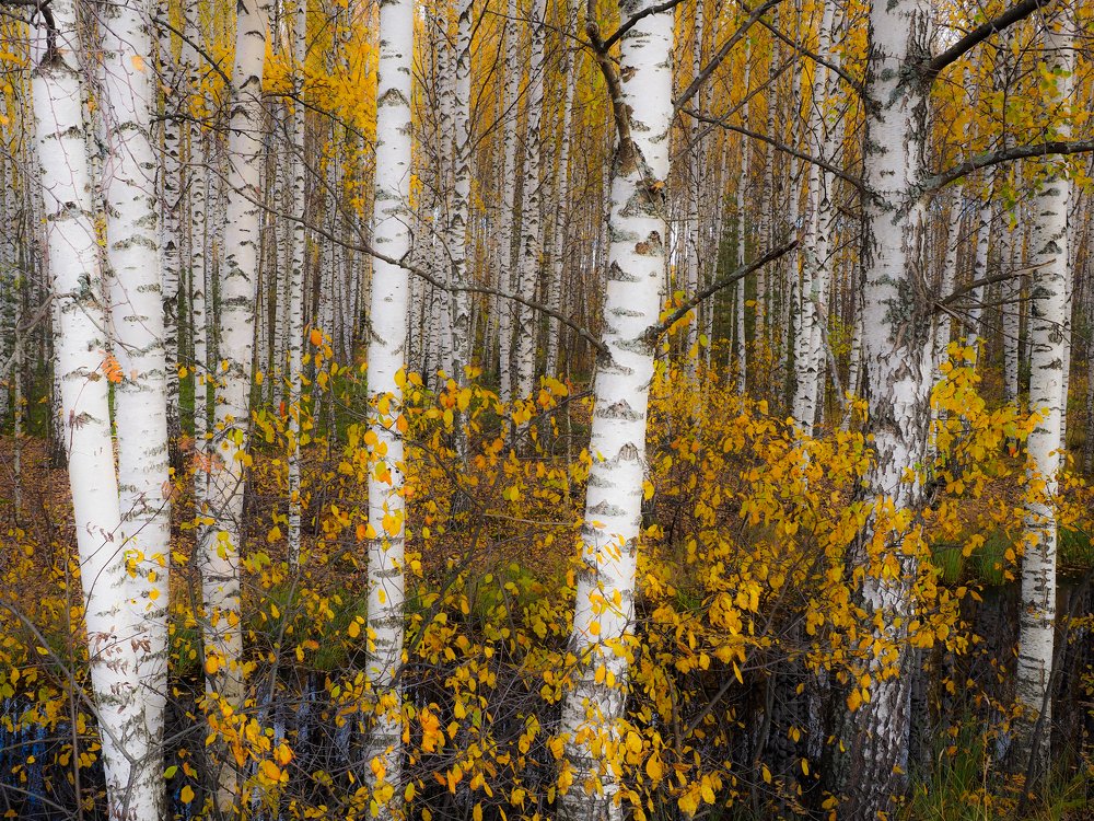 Photograph by Сергей Гаврилов