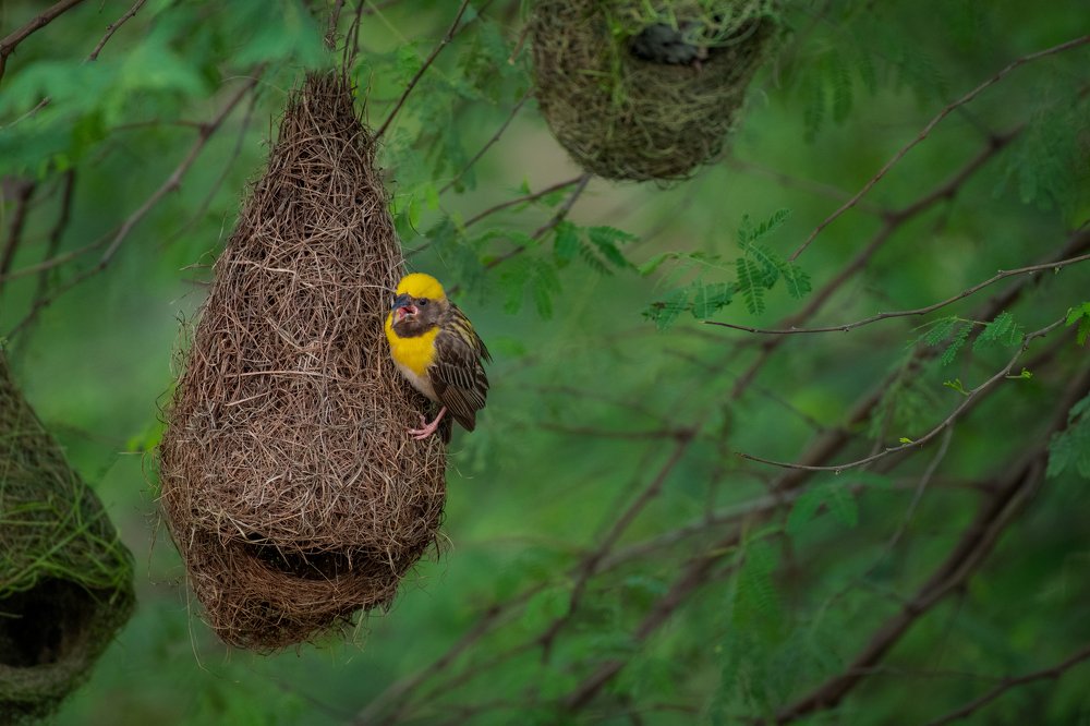 The Baya Weaver