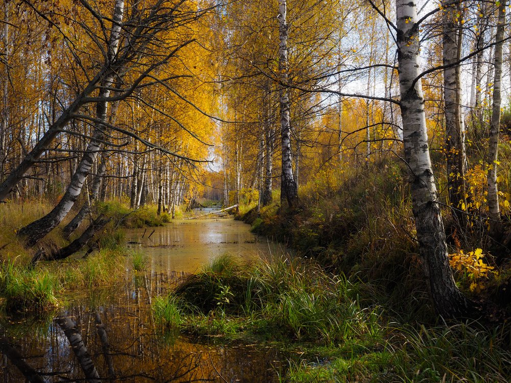 Бобровый  рай, октябрь.