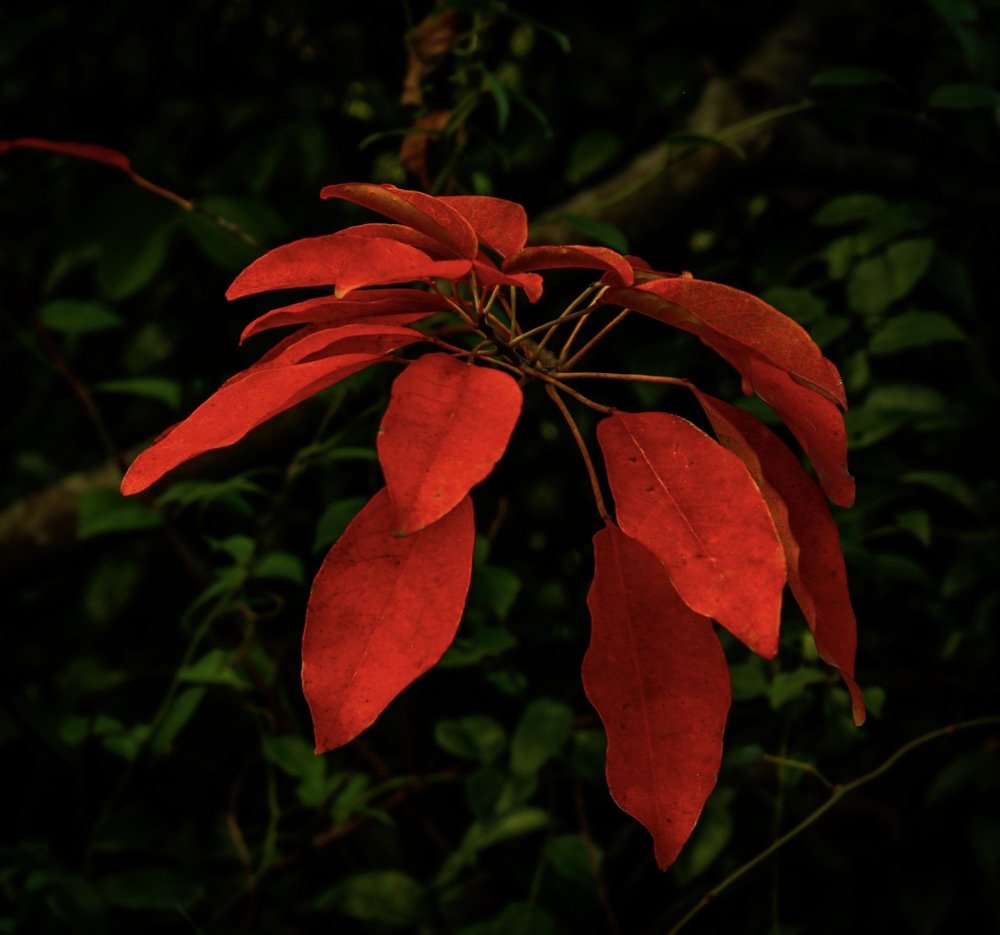 Photograph by Rommel De Castro