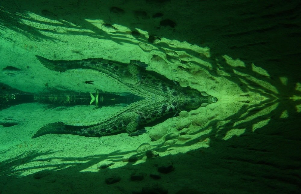 Crocodile reflection