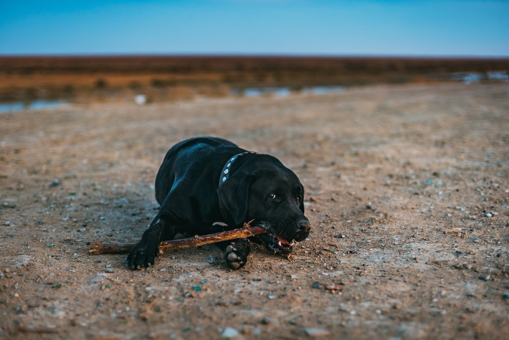 Фотография автора Дарья Шевченко