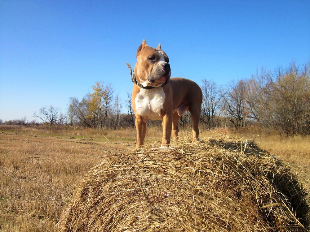 Photo #3727609