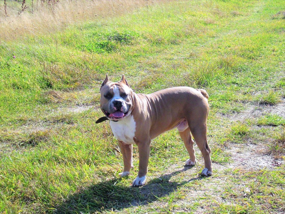 Photo #3727613