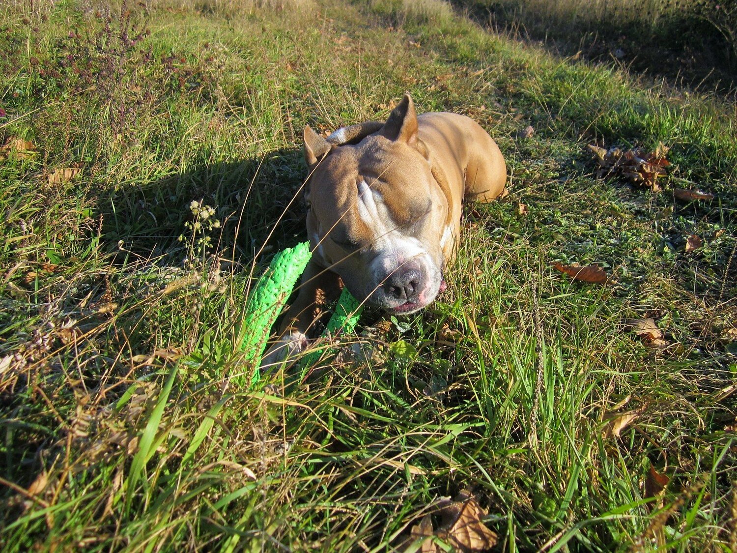 Photo #3727621