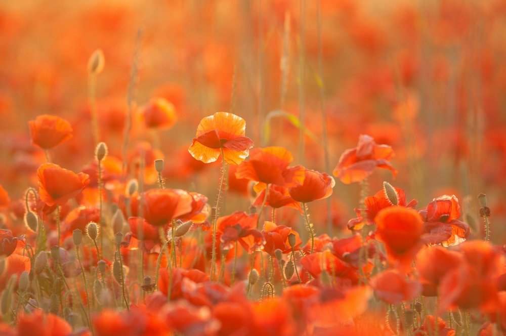 Photograph by Roman Dmitriev