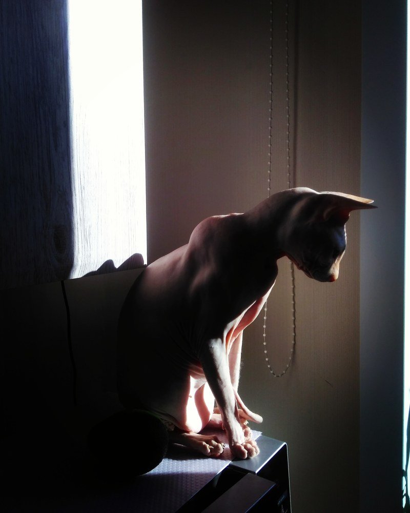 Грациозный сфинкс