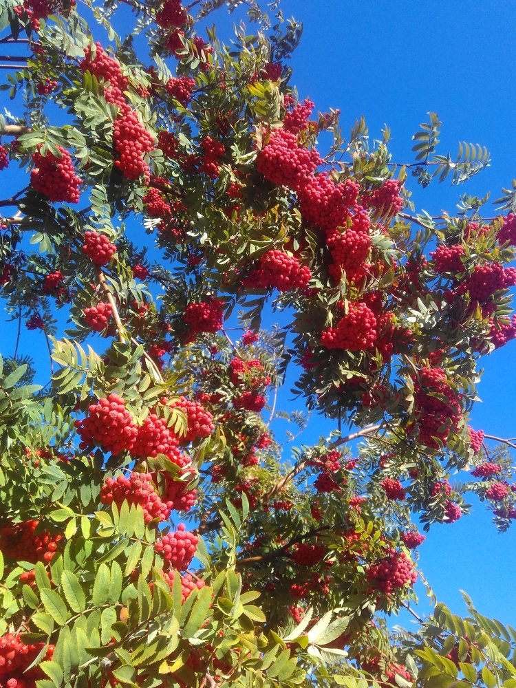 Photograph by Юлия Гагарина