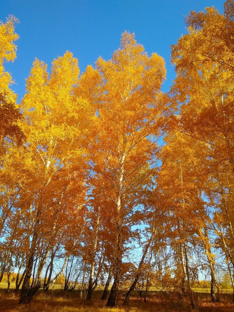 Photo #3727641