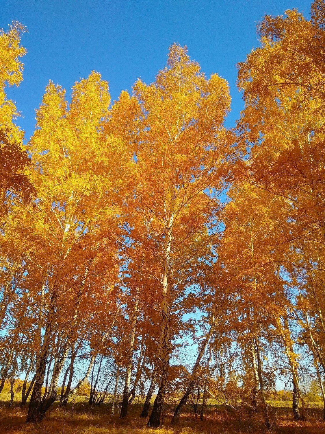 Photo #3727641