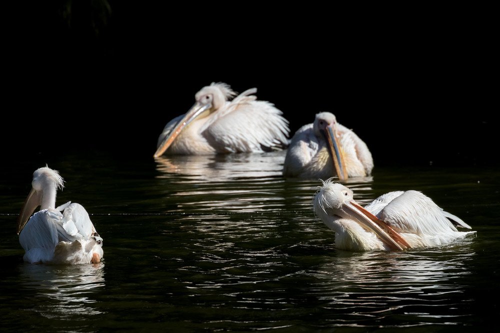 Фотография автора Nikolay Tatarchuk