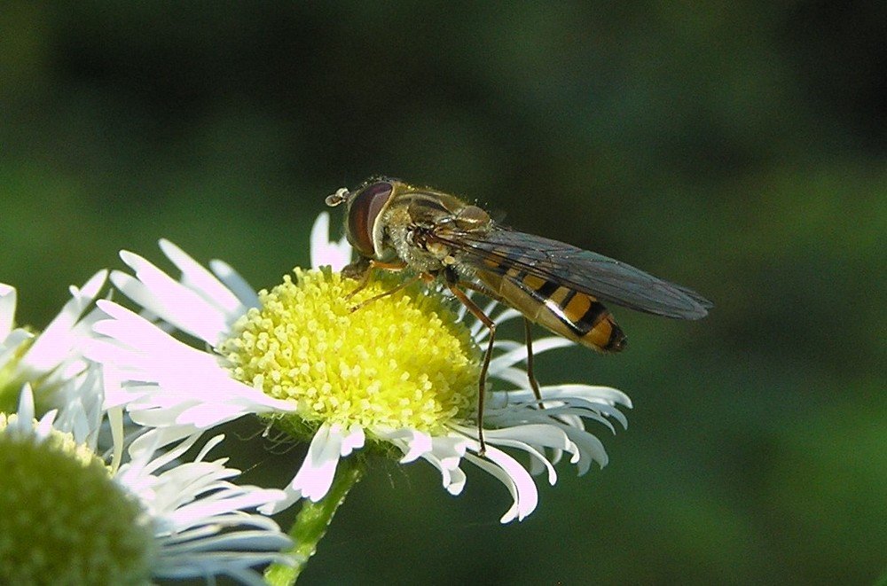 Photograph by Олександр Дормидонтов