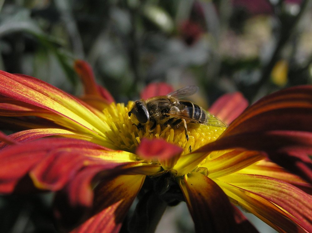 Photograph by Олександр Дормидонтов