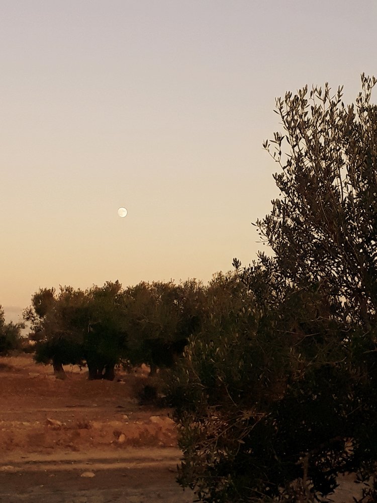 Photograph by Nour Med