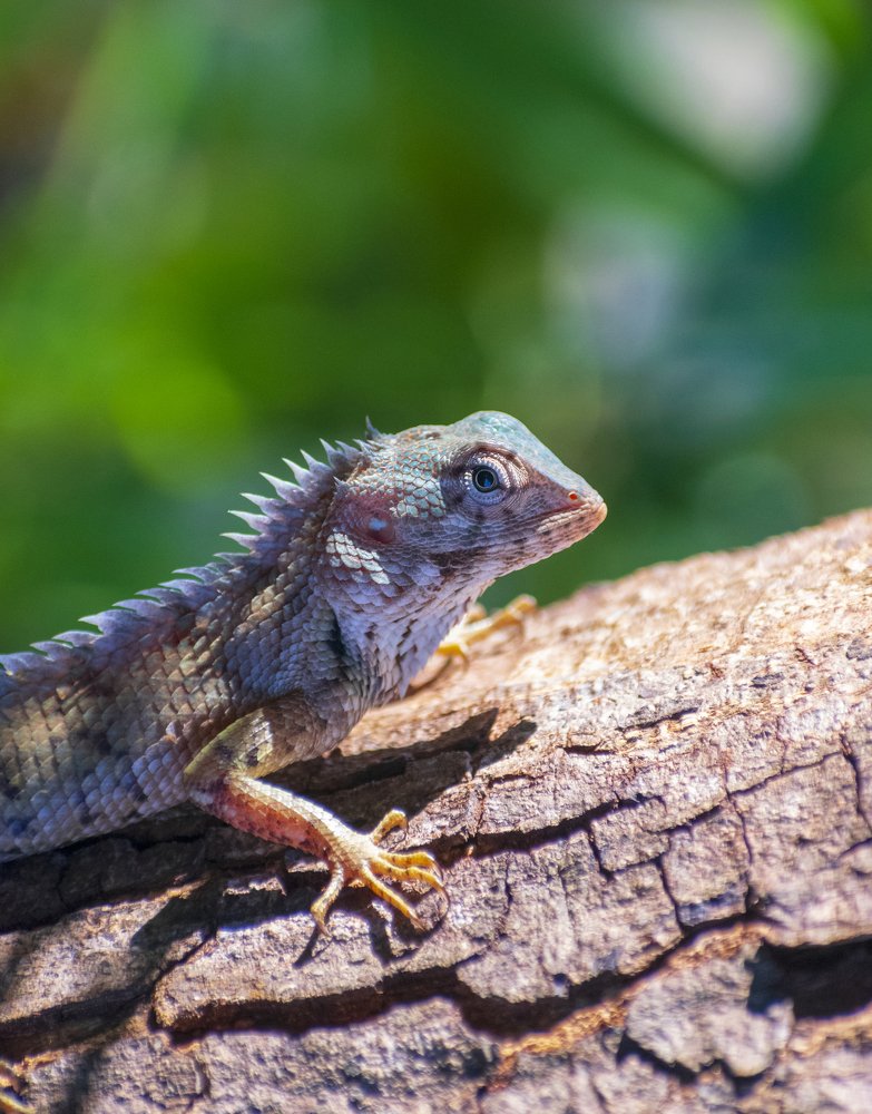 Photograph by Lahiru Henakaralalage