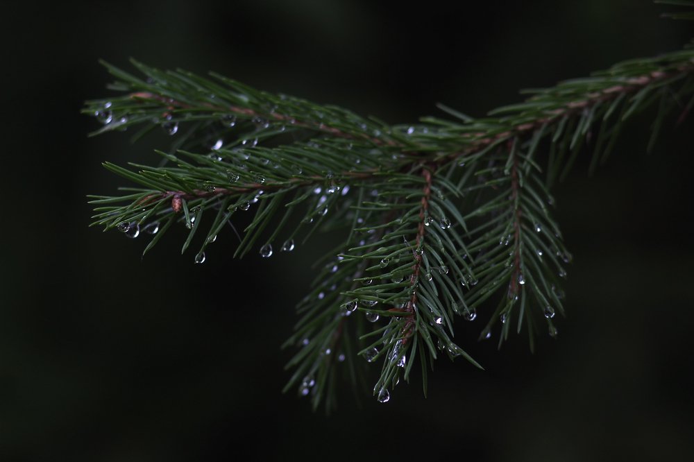 Фотография автора Дарина