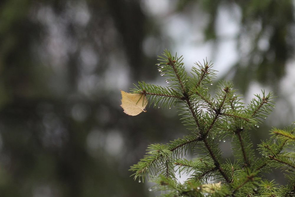Фотография автора Дарина