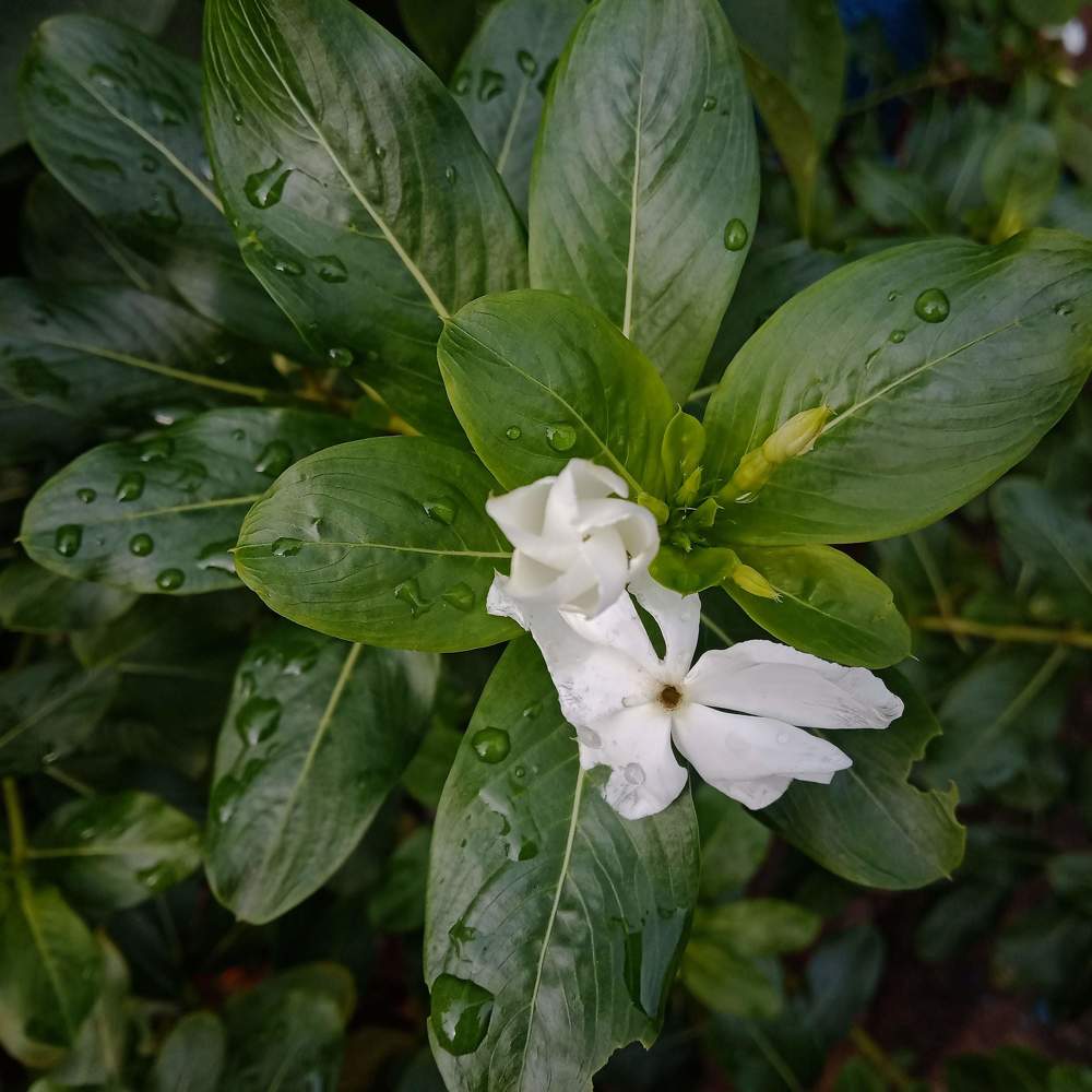 Photograph by SUJITH VARGHESE