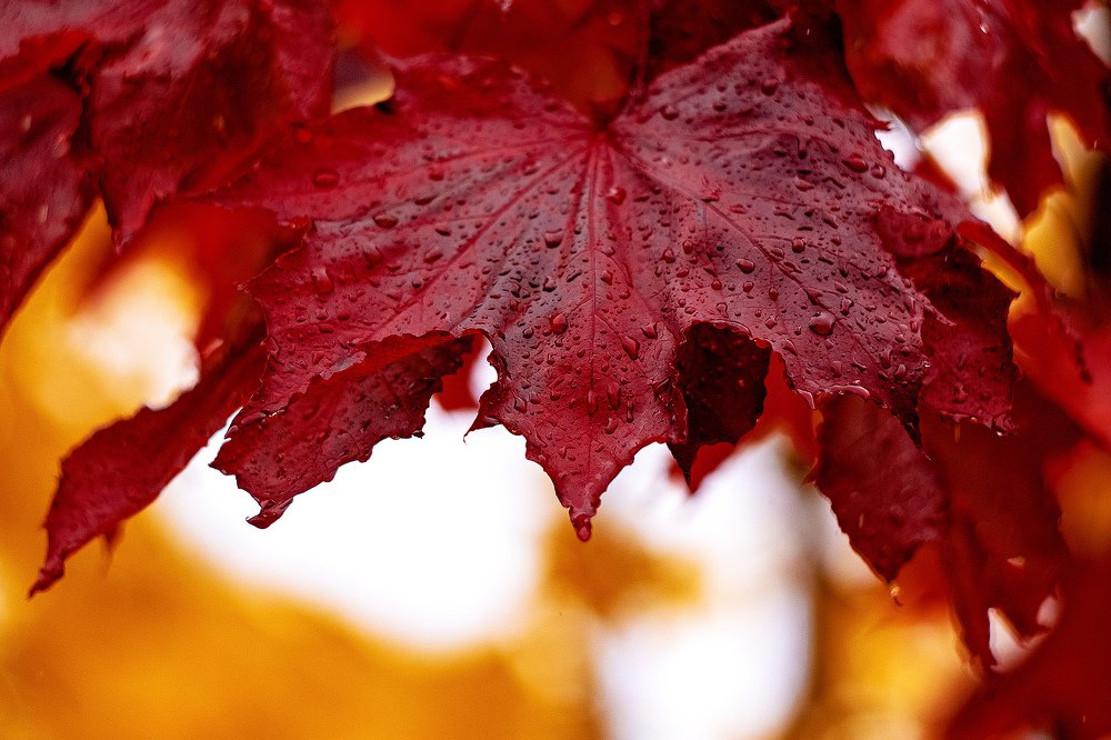 Photograph by Александр Игнатьев