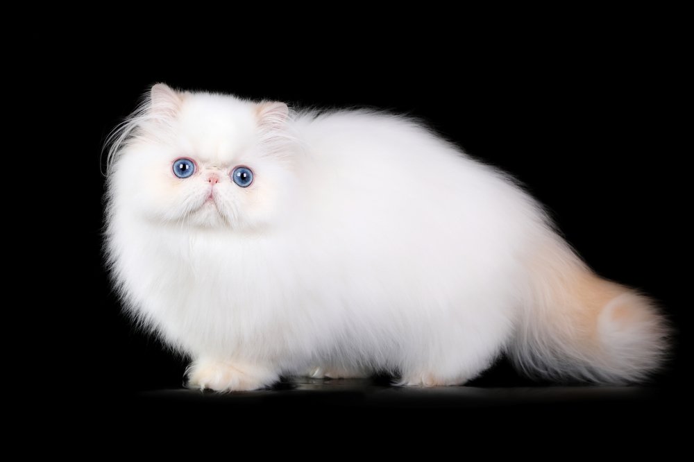 Голубоглазое облако