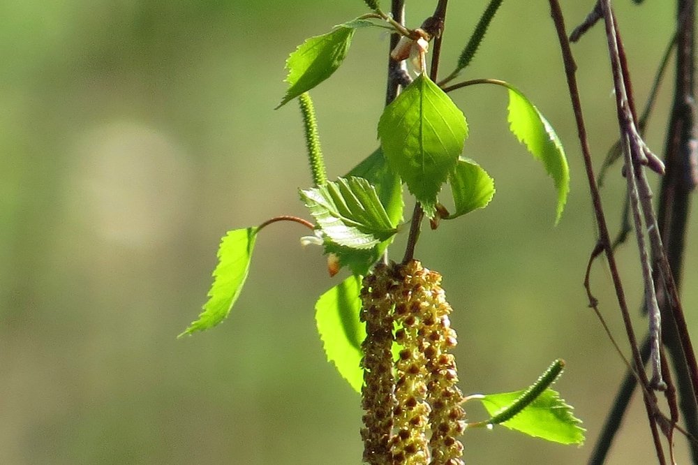 Майская радость