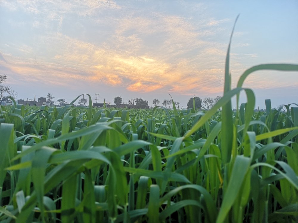 Photograph by Muhammad Tahir Awan AWAN