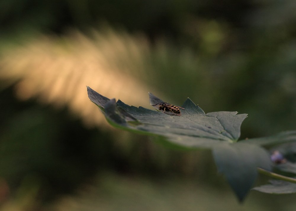К первым лучам солнца.