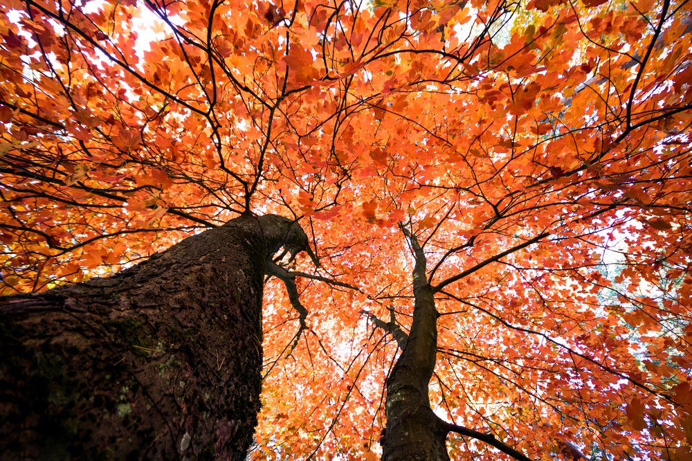 Autumn palette among the city.