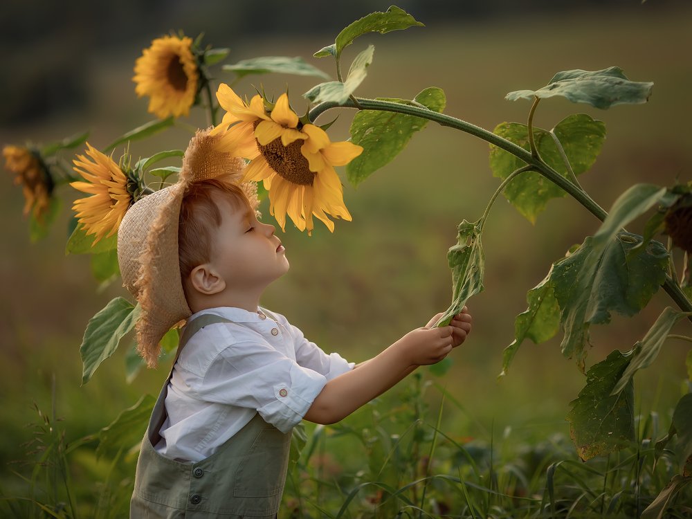 Солнца аромат