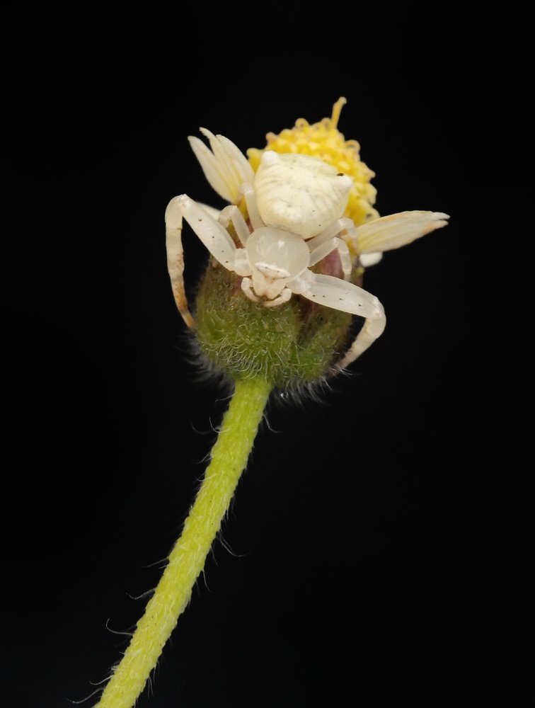 Фотография автора Rohit Maurya